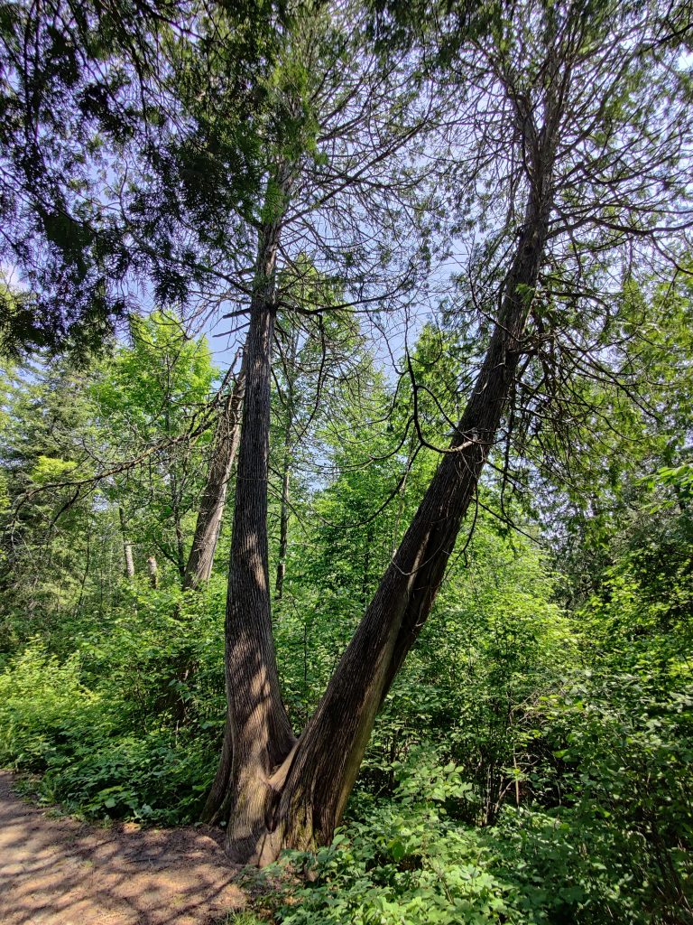 V-shaped tree on Chase Point Trail at Scenic State Park in Bigfork, MN