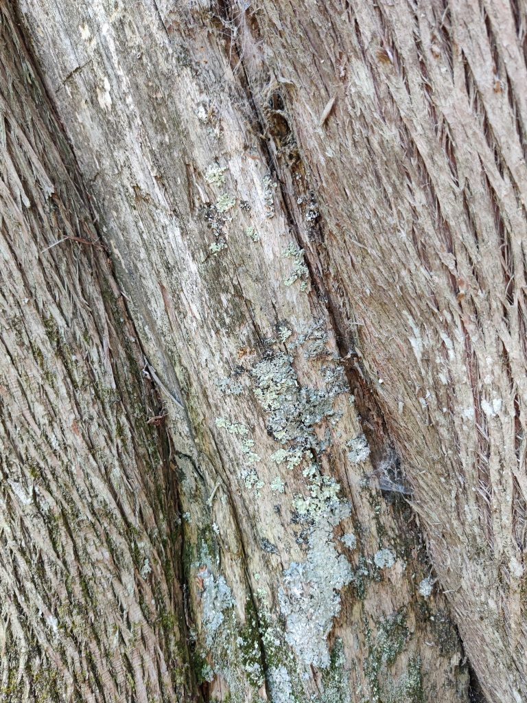 Close up of bark on the V-shaped tree on Chase Point Trail at Scenic State Park in Bigfork, MN