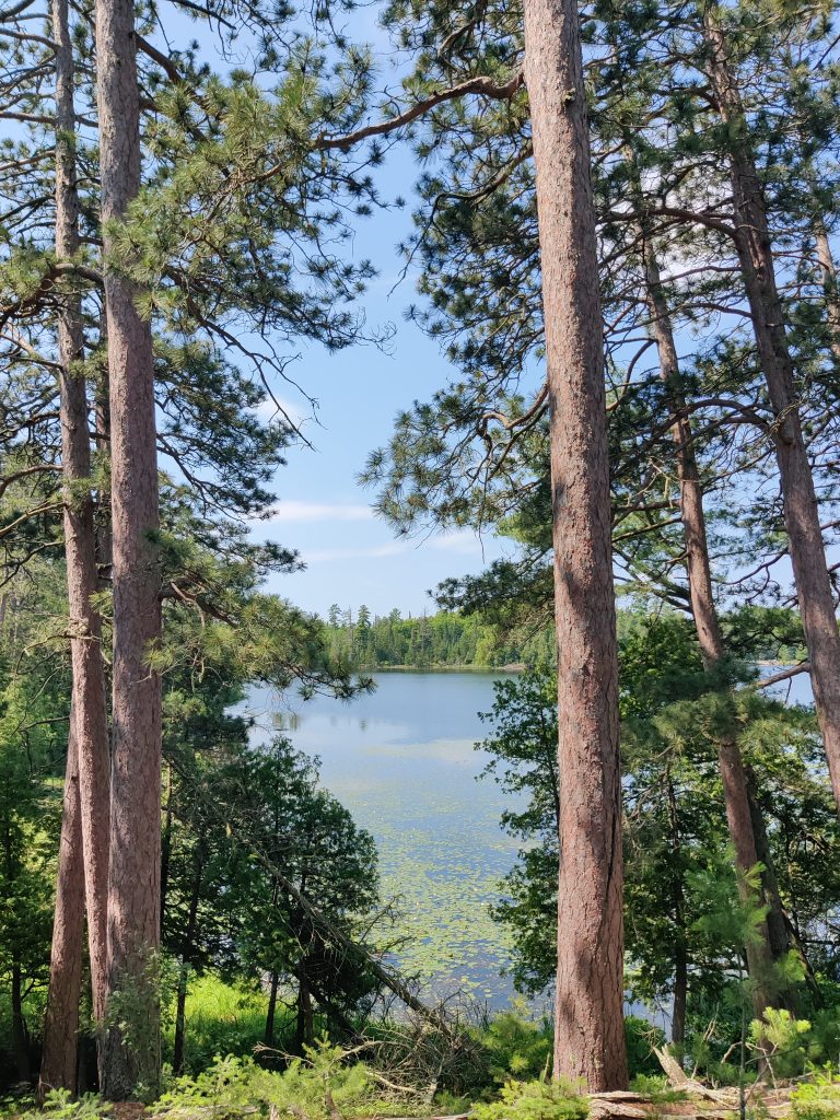Water peeking through the trees on Chase Point Trail at Scenic State Park in Bigfork, MN