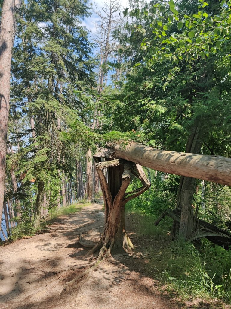 Twisted tree on Chase Point Trail at Scenic State Park in Bigfork, MN