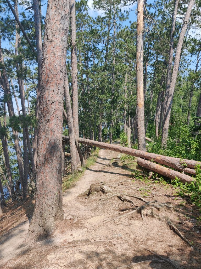 Down tree on Chase Point Trail at Scenic State Park in Bigfork, MN