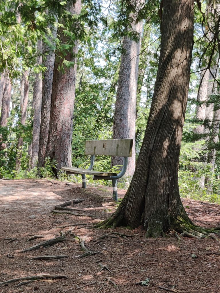 A bench in the shade along Chase Point Trail at Scenic State Park in Bigfork, MN