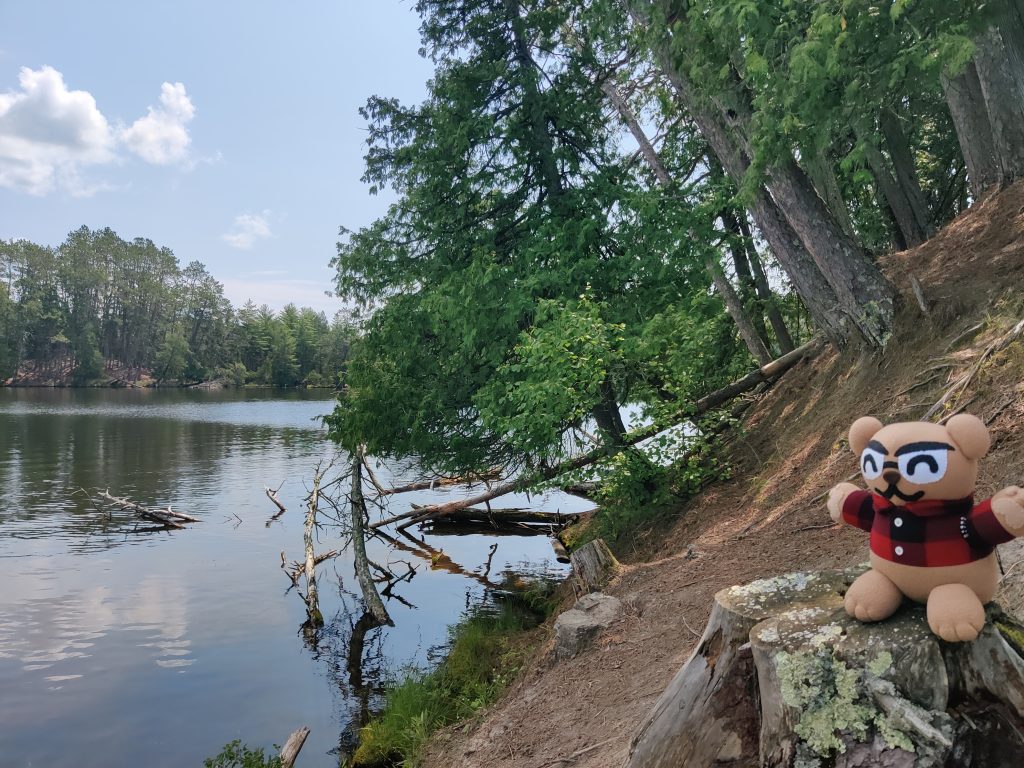 Cardybear sitting on a stump, looking out at the lake at Chase Point at Scenic State Park in Bigfork, MN
